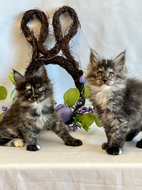 Maine Coon Kittens TICA Registered 