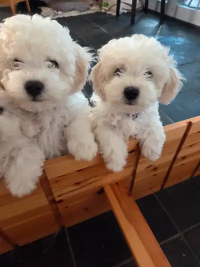 Sweet bichons puppies are ready-  only 2 left., View more