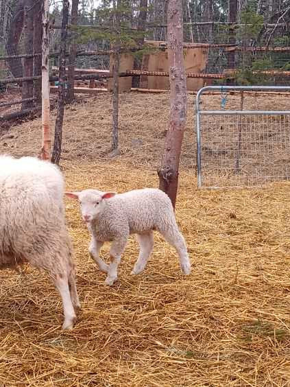 Philip east fresian/cotswold ram lamb  in Livestock in Terrace