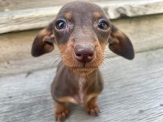 Gorgeous Purebred Miniature Daschunds Free Delivery  in Dogs & Puppies for Rehoming in Sudbury - Image 3