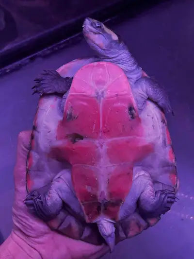 FEMALE Pinkbelly Sideneck Turtle, View more
