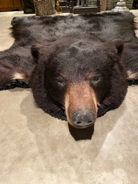 Vintage full black bear rug