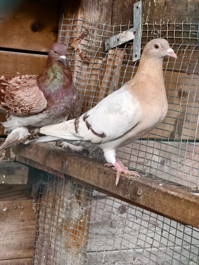 a  pair Archangel pigeons in Birds for Rehoming in Delta/Surrey/Langley - Image 4