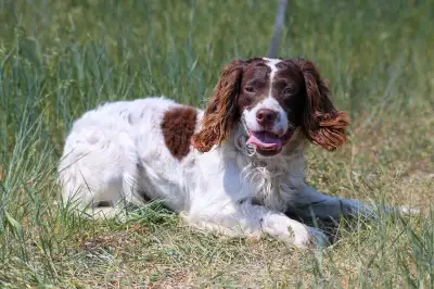 2.5 year old ckc intact field line registered English springer spaniel. Medium drive, good potential...