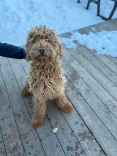 New home for Sweet Golden Doodle Puppy, Born June 2025, View more