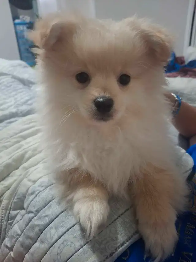 Pomeranian Puppy Available in Dogs & Puppies for Rehoming in London - Image 7