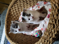 Free 2 female Kittens 