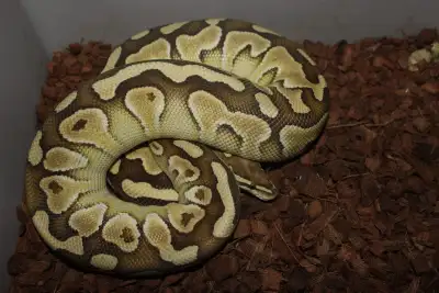 Pb female vanilla lesser blade het clown , View more