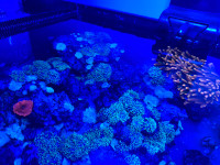 Mushroom corail coraux