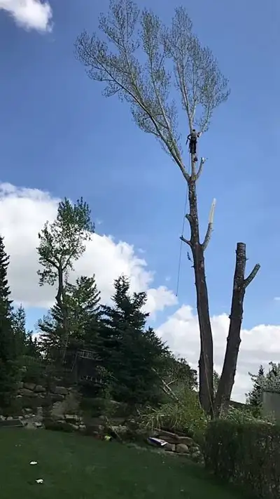 HOOCH TREE REMOVAL AND STUMP GRINDING, View more