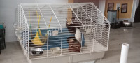 2 ferrets and cage