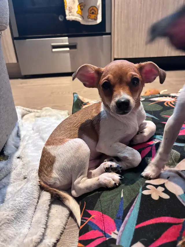 Mini Taco Terriers available ! (Chihuahua x Fox Terrier) in Dogs & Puppies for Rehoming in City of Toronto - Image 3