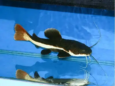 Red tail catfish baby size and huge size for sale at TT Pets, View more