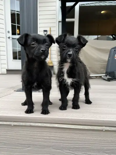 SOLD. Ministure Pinscher & Poodle Puppies, View more