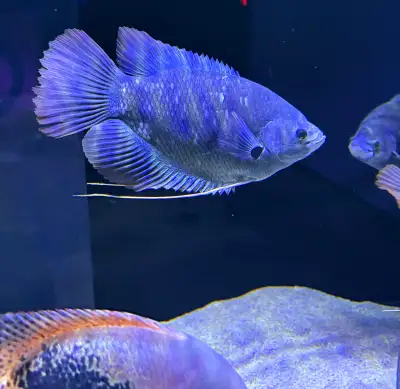 Redtail Giant Gourami, View more