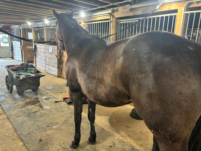 Lovely stocky 15.3 hand gelding    in Horses & Ponies for Rehoming in Truro - Image 3