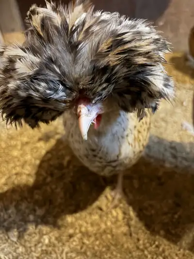 Young Polish Hens for sale, View more
