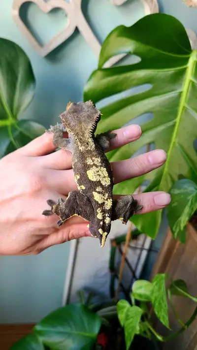male crested gecko, View more