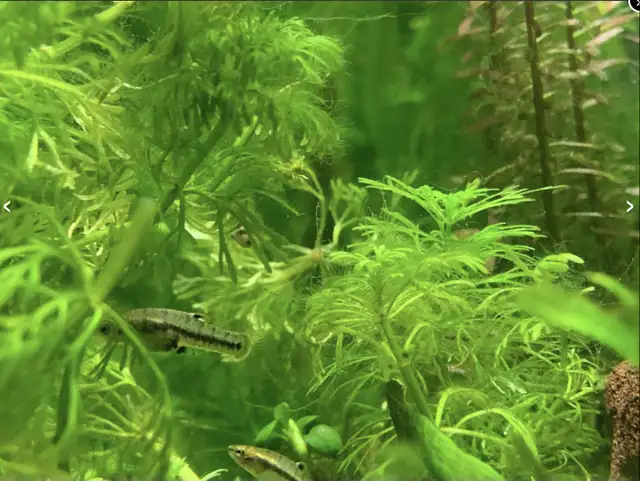 Least Killifish in Fish for Rehoming in Richmond - Image 3