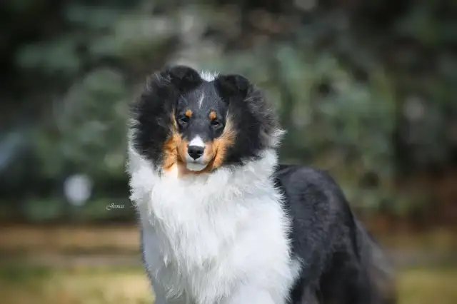CKC Sheltie (Shetland Sheepdog) in Dogs & Puppies for Rehoming in St. Albert - Image 10