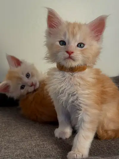Maine Coon Kittens – Red Smoke & Red Silver Tabby Boys, View more