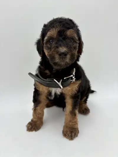 Mini Bernedoodles ready for Christmas!  , View more