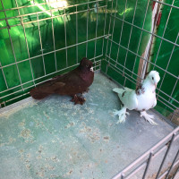 Iraqi pigeons for sale طيور عراقيه للبيع 