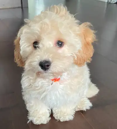 Bichonpoo $1800, View more