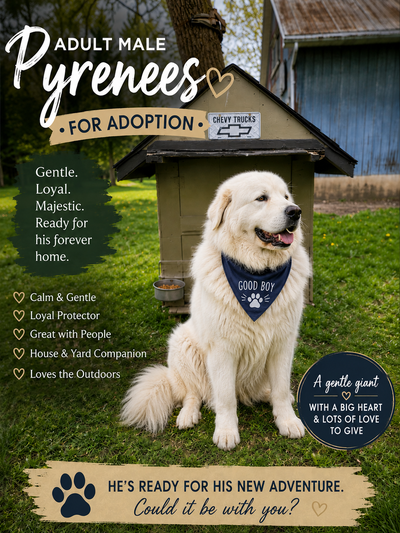 Beautiful Great White Pyrenees Looking for a Loving Home, View more