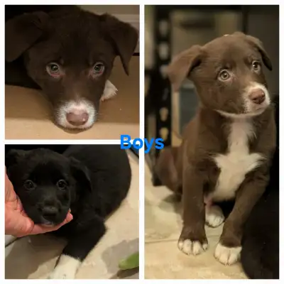 Border Collie Puppies, View more