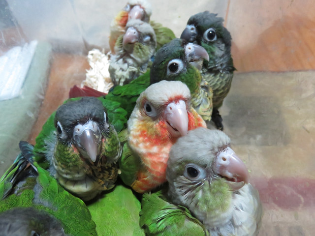 **CHOOSE YOUR COLOUR**HANDFED BABY CONURES**W/CARE PKG & DNA** in Birds for Rehoming in Mississauga / Peel Region - Image 3
