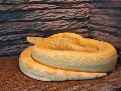 HUGE Custom Enclosure  + Albino Khal Boa Constrictor, View more