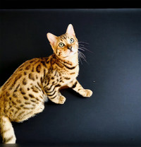 Beautiful TICA Registered 1 year old Male Bengal