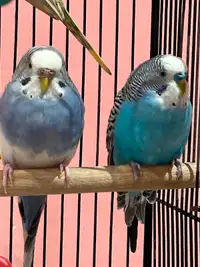 Adult Budgie couple-Trained