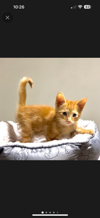 Male Kitten, 2 month Old, Orange Short-Hair