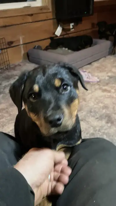 Purebred Rottweiler Puppies tails docked, View more