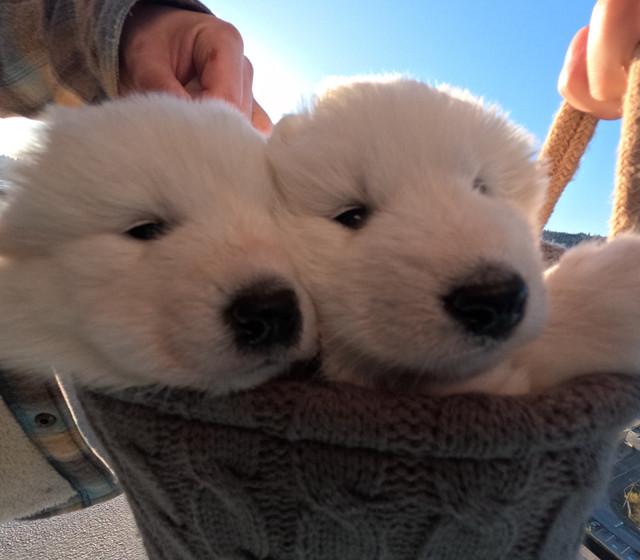 Samoyed Puppies for sale in Vancouver in Dogs & Puppies for Rehoming in Burnaby/New Westminster