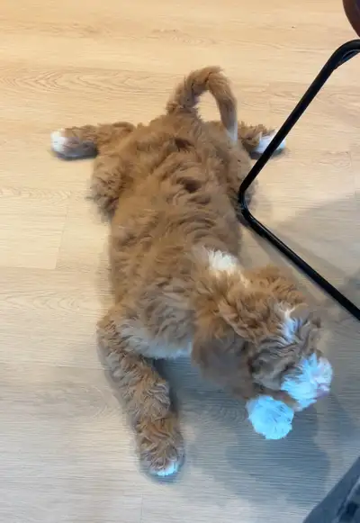 Doodle puppy girl 3-month old She is a sweet angel, love people, get along well with my cat. Friendl...