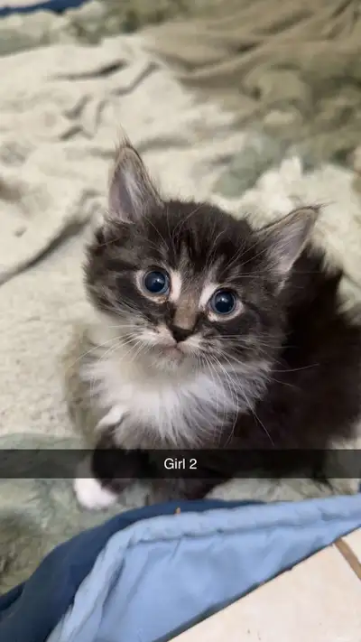 Kittens., View more