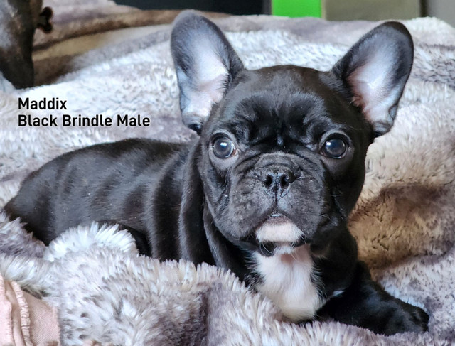 Ckc Registered French Bulldog Puppies in Dogs & Puppies for Rehoming in Edmonton