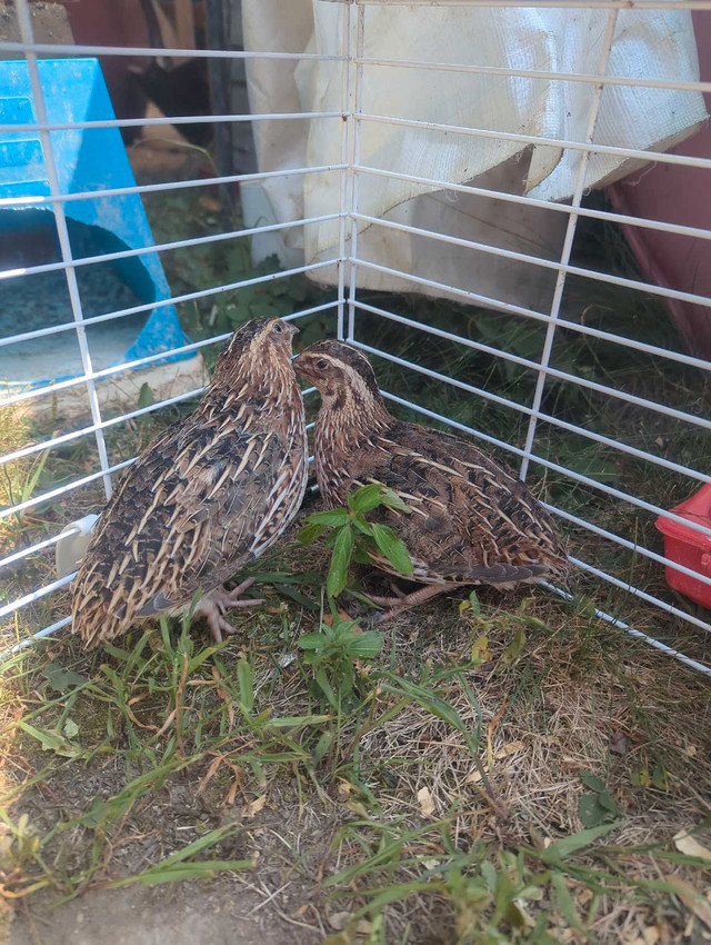 oeuf de caille fécondé + 3 mâle disponible dans Animaux de ferme  à Lanaudière