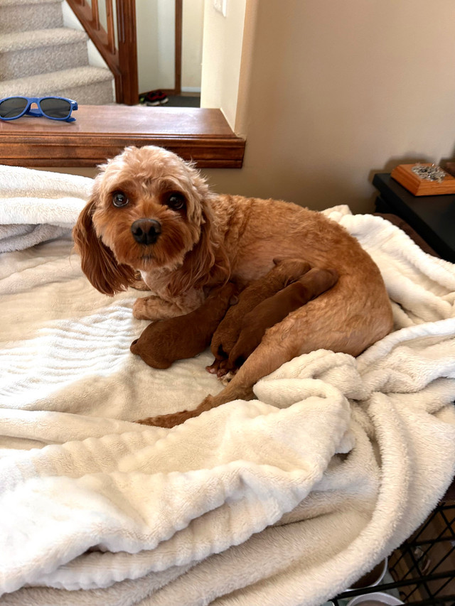 Beautiful red Cockapoo puppies (all females) in Dogs & Puppies for Rehoming in Calgary - Image 4