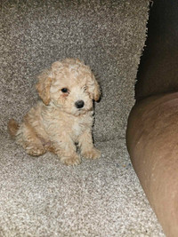 1male left Toy Poodle puppy