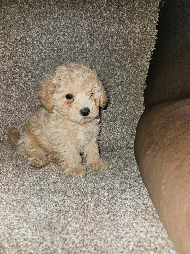 1male left Toy Poodle puppy in Dogs & Puppies for Rehoming in Hope / Kent
