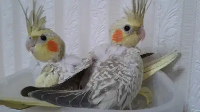 TAME COCKATIEL $300 EACH, View more