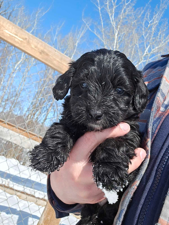 Adorable mini bernadoodle's! in Dogs & Puppies for Rehoming in Prince Albert