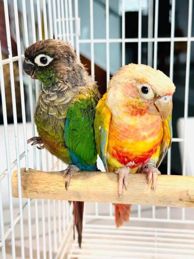 downsizing aviary  in Birds for Rehoming in Calgary - Image 7