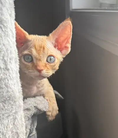 Handsome, affectionate and playful red male devon rex kitten will be ready to go to his forever home...