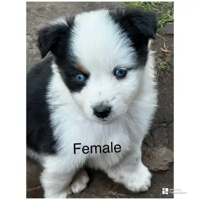 Rocky Top Toy Miniature Australian Shepard’s is pleased to announce the arrival of Nine puppies the...