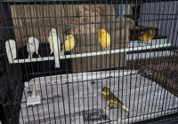 Female Canaries for $50 each - please call to contact